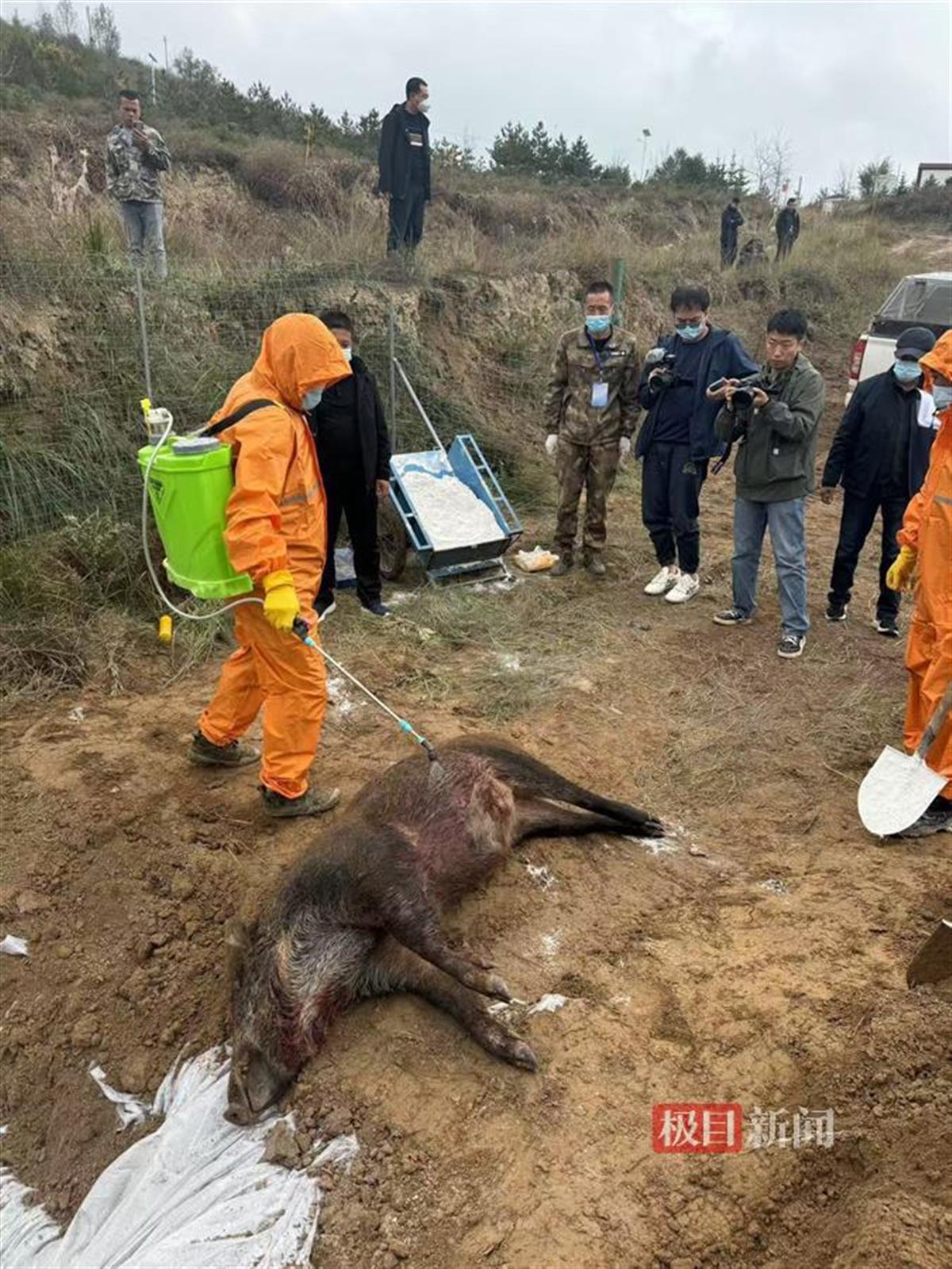 直击西吉野猪猎捕首日：有队伍一晚抓了三头野猪，突然降温增加猎捕难度