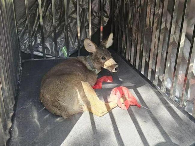 獐出逃浦东游到崇明 魔幻越江之旅