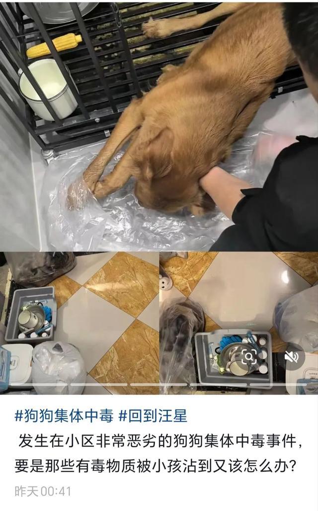 贵州一小区宠物狗疑集体中毒死亡