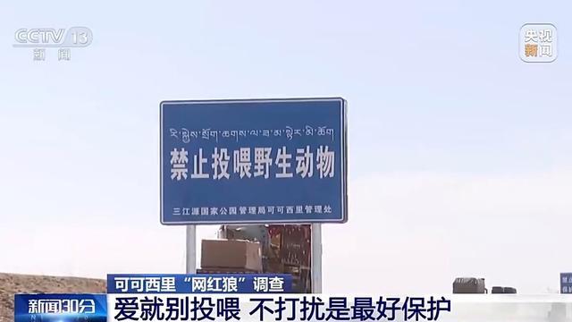 可可西里网红狼被游客喂成胖球 投喂行为引生态担忧