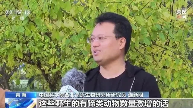 为什么不要投喂可可西里网红狼 保护生态平衡