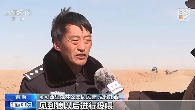 为什么不要投喂可可西里网红狼 保护生态平衡