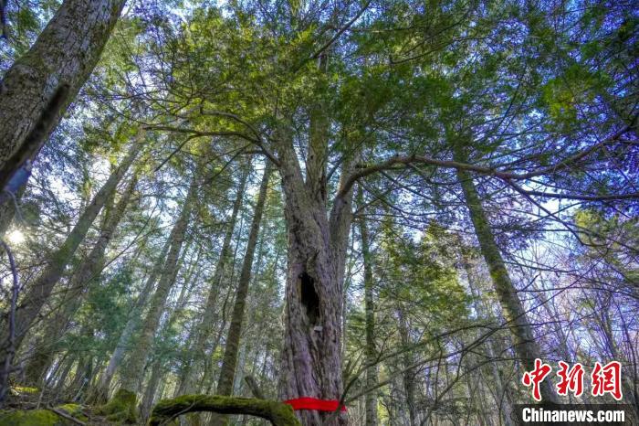 长白山发现珍稀古树群 有6株树龄超千年