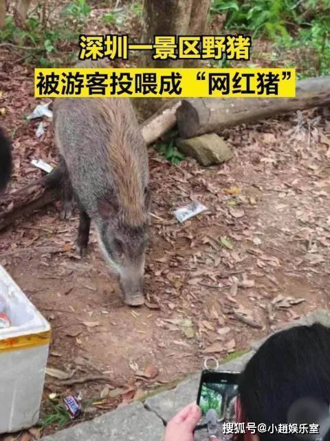 梧桐山野猪频出讨食 引发网友热议提醒勿投喂