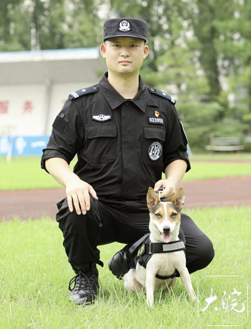 安徽4岁警犬出战全国赛，是首次亮相本土犬种之一