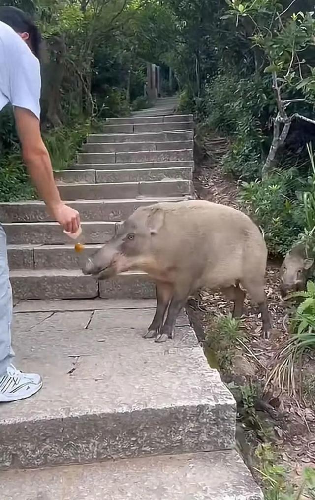 景区回应有野猪向游客讨食