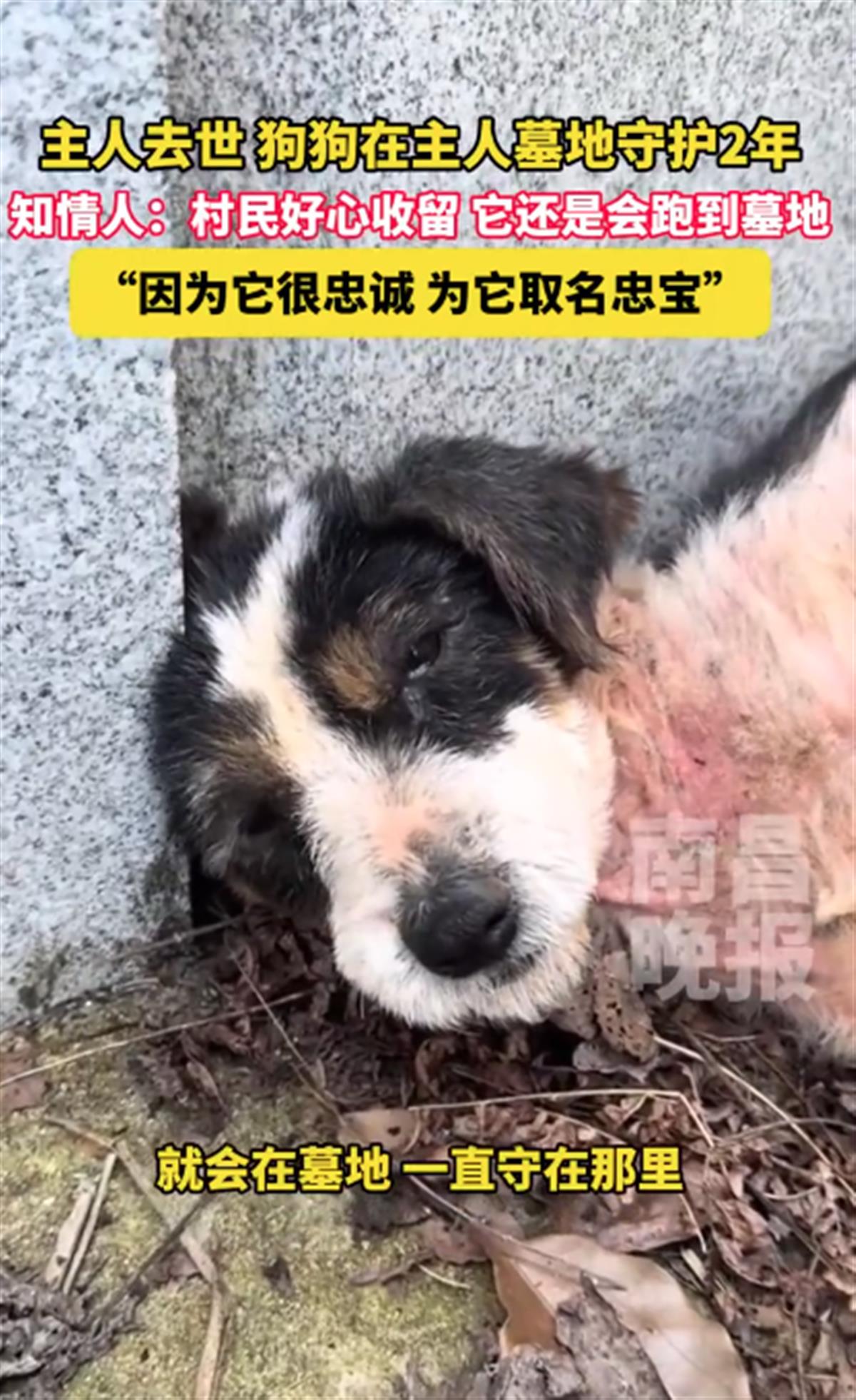 主人去世狗狗守墓2年，网友赞现实版“忠犬八公”，专家：狗对人的爱或超过对食物的爱