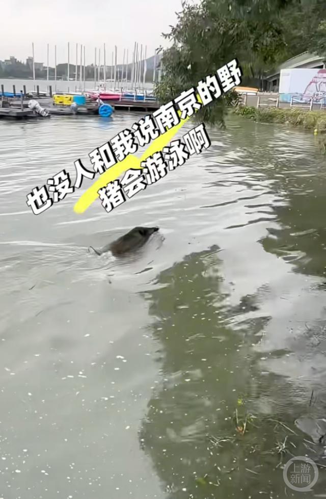 南京玄武湖惊现野猪横渡