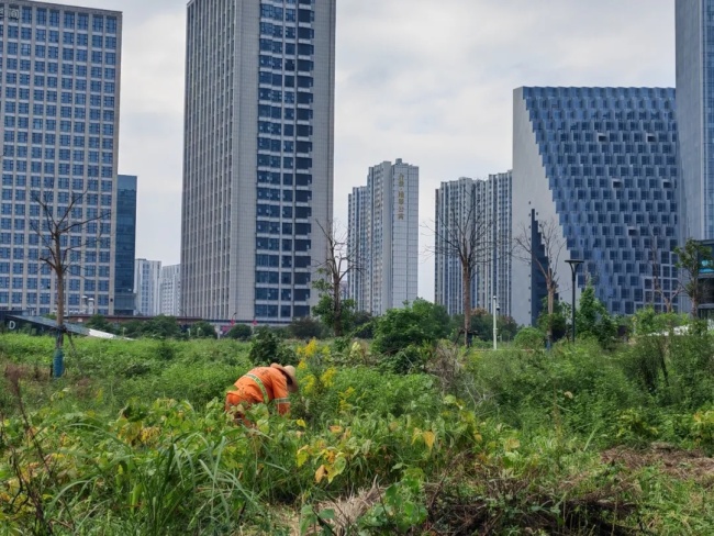 不要碰！不要养！多地已出现，发现请上报