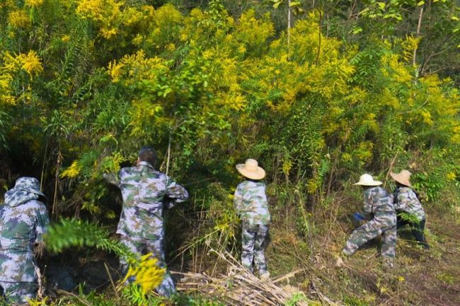 不要碰！不要养！多地已出现，发现请上报