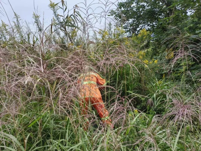 不要碰！不要养！多地已出现，发现请上报