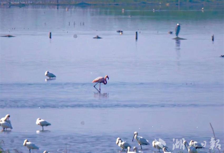 冬候鸟伴着寒风逐步回归 火烈鸟今年首次现身沉湖湿地