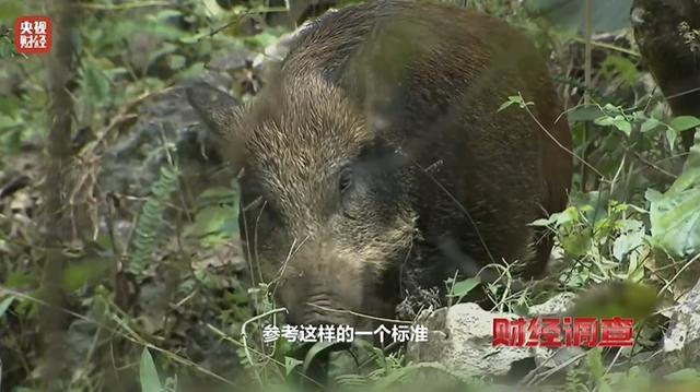 我国野猪达200万头在26个省致害