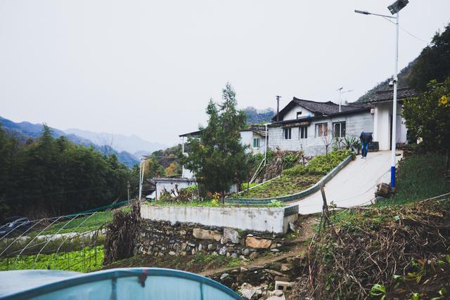 探访安康野猪袭人事发地 小山村成舆情焦点