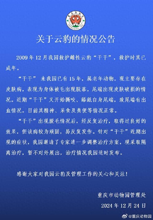 重庆动物园通报云豹“干干”情况：隔离治疗，暂不展出