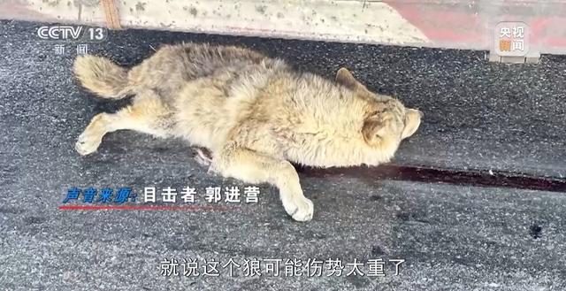 可可西里网红狼被车撞死？可能都是投喂惹的祸