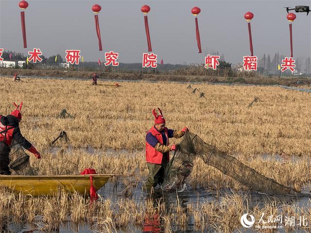 湖北潜江冬虾抢“鲜”上市 打破季节性壁垒