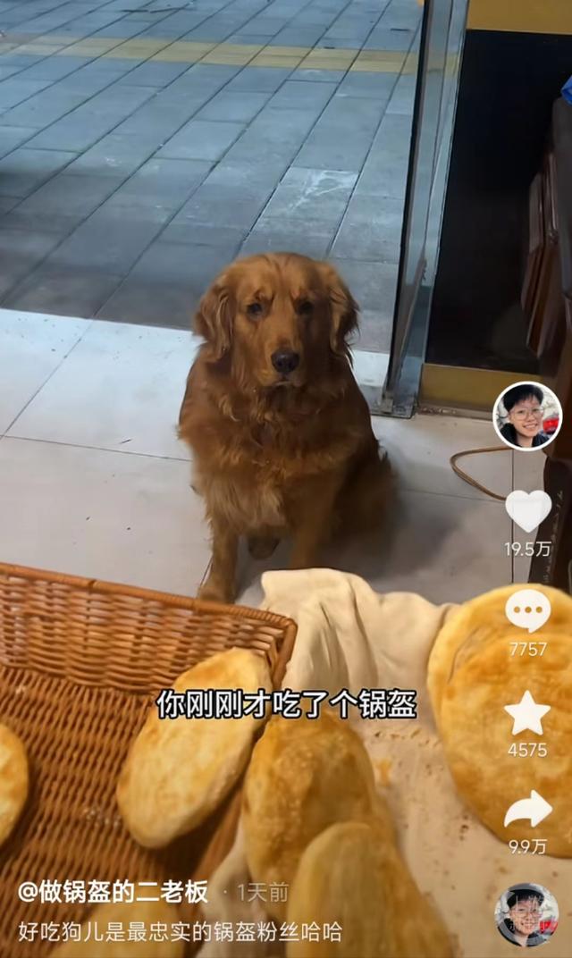 馋嘴金毛每天去锅盔店讨食视频引百万人围观，主人：它是“惯犯”